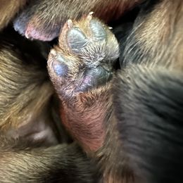 Soft Coated Wheaten Terrier Puppies from Wagging Wheatens