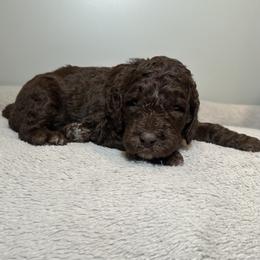 Bud (Orange Collar) - Brown male Poodle puppy in Monroeville, Pennsylvania from K & A Standard Poodles