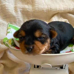 Yorkshire Terriers from Lala & Co.