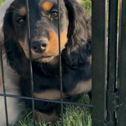 LH black n tan - Black and tan male Dachshund puppy in Lubbock, Texas from It’s a Hot Mess