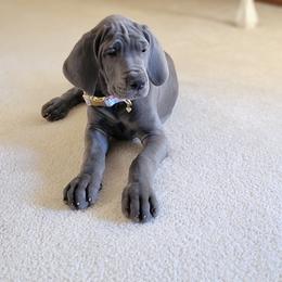Great Dane Puppies from Lazy A Danes