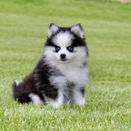 Ralph 1200 SALE - Gray and white male Pomsky puppy in Apple Creek, Ohio from Kathryn Troyer