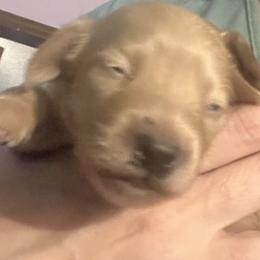 Dachshund Puppies from Corgie & Cream Paradise