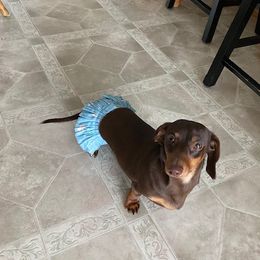 Coco - Dachshund