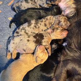 Dachshund Puppies from Dachshundsnextdoor