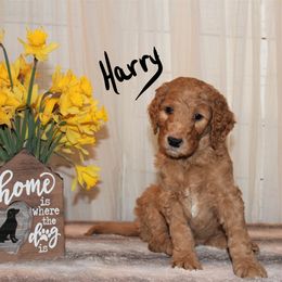 Labradoodle Puppies from Brock Farm Doodles