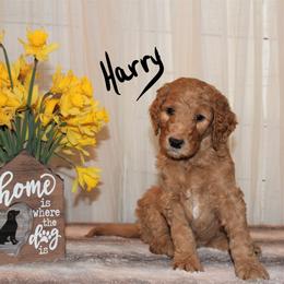 Labradoodle Puppies from Brock Farm Doodles