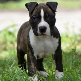 Boy 3 - Brown brindle male American Staffordshire Terrier puppy in St. Augustine, Florida from LBK & Ancient City