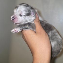 Stone - Blue merle male Pomeranian puppy in Smithville, Texas from Lafary Poms