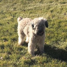 Rip - Soft Coated Wheaten Terrier