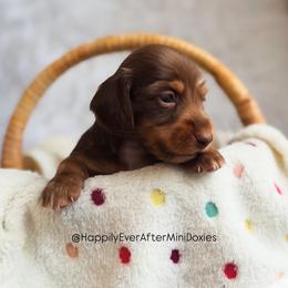 Evangeline - Dapple female Dachshund puppy in Robesonia, Pennsylvania from Happily Ever After’s Puppies