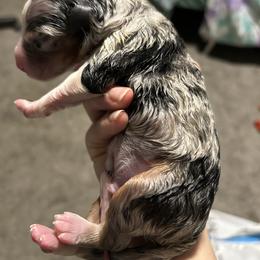 Blue merle - Blue merle male Australian Shepherd puppy in Muncie, Indiana from Gemfire Australian Shepherds