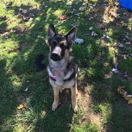 German Shepherd Puppies from Kaiser + Leyna