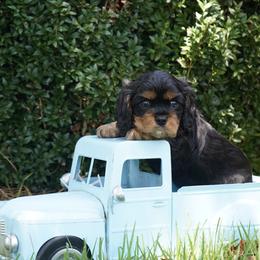 Karlie - Black and tan female Cavalier King Charles Spaniel puppy in Lula, Georgia from Cavaliers by Crumley