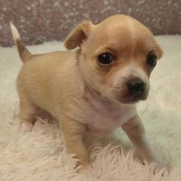 Girl 2 - Cream and white female Chihuahua puppy in Topeka, Kansas from Barbie's Baby Chihuahuas