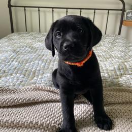 Ms. Orange - Black female Labrador Retriever puppy in New Hanover, New Jersey from Misty Labs