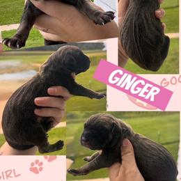 GINGER - Fawn female Great Dane puppy in Wellsville, New York from Prophecy Danes