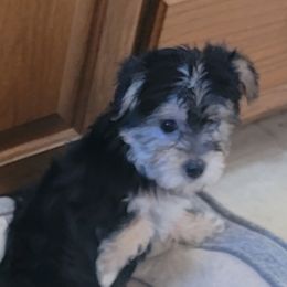 Shep - Black and gold male Morkie puppy in Gloucester, Virginia from Jenkins Morkies
