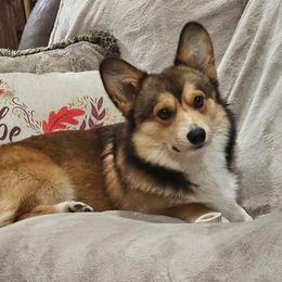 Flash - Pembroke Welsh Corgi
