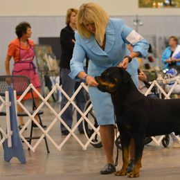 "Bomber" Rottweiler All Grown Up from Spirit Mountain Rottweilers