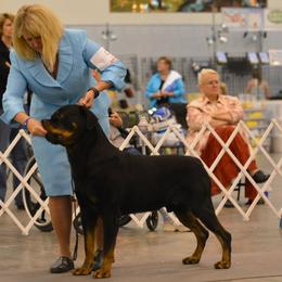 "Bomber" Rottweiler All Grown Up from Spirit Mountain Rottweilers