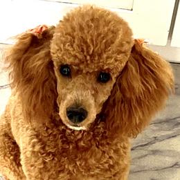 Roxy - Poodle