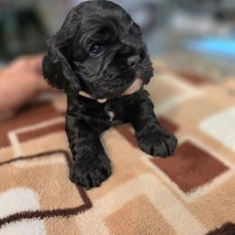 Yoshi - Black male Cocker Spaniel puppy in Fresno, California from Carvajal Cockers