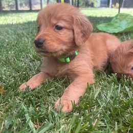 Green Boy - Dark golden male Golden Retriever puppy in Aumsville, Oregon from Bigfoot Goldens AKC Registered Dark Red