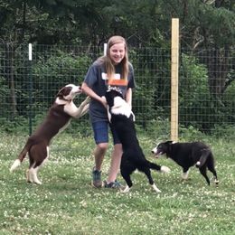 Bloodhound and Border Collie Puppies from Whisenhunt Farms Border Collies