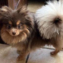 Eevee - Pomeranian