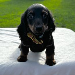 Smokey - Black and tan male Dachshund puppy in Athens, Alabama from Weidenthal Dachshunds