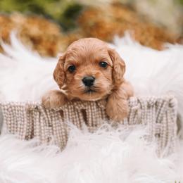 Blue Boy Cavapoo - Apricot male Cavapoo puppy in Mckinney, Texas from Doodles of North Tx
