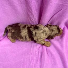 Lilly's Female 3 - Dapple female Dachshund puppy in Rattan, Oklahoma from Burgett’s Barnyard Dachshunds