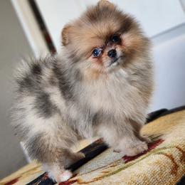 Pomeranian Puppies from POMS OF CBBK