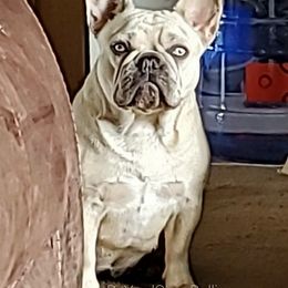 Syringa - French Bulldog