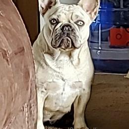 Syringa - French Bulldog