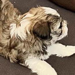 Havanese Puppies from A Royal Havanese Court