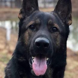 Armo - German Shepherd