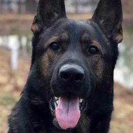 Armo - German Shepherd