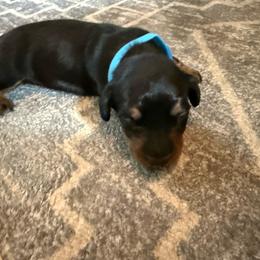 Blue collar - Black and tan male Dachshund puppy in New Jersey from Bergamo’s  Dachshunds