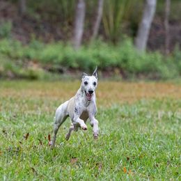 Whippet All Grown Up from Kathryn Clark's Whippets