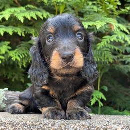Jonah 3000 - Black and tan male Dachshund puppy in Steele, Alabama from Taylored Dachshunds