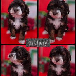 Zachary - Tri-color male Bernedoodle puppy in Decatur, Tennessee from Diamond's Doodles