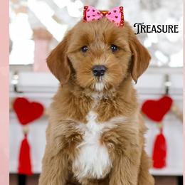 Treasure - Red female Australian Labradoodle puppy in Redding, California from Shasta Royal Monroe Puppies