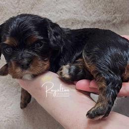 Cavalier King Charles Spaniel Puppies from Royalton Cavaliers