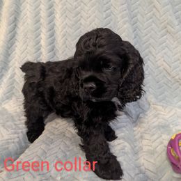Cocker Spaniel Puppies from Midnight Cockers