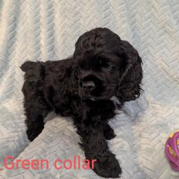 Cocker Spaniel Puppies from Midnight Cockers