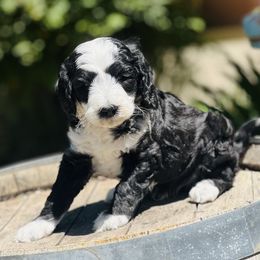 Assorted Doodle Crosses and Poodle Puppies from Denim and Diamond Doodles