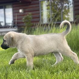 Anatolian Shepherd Dog Puppies from Wild Rooster Family Farm – AKC Anatolian Shepherd Breeder, OFA Health Tested