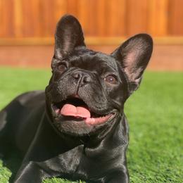 Capri - French Bulldog